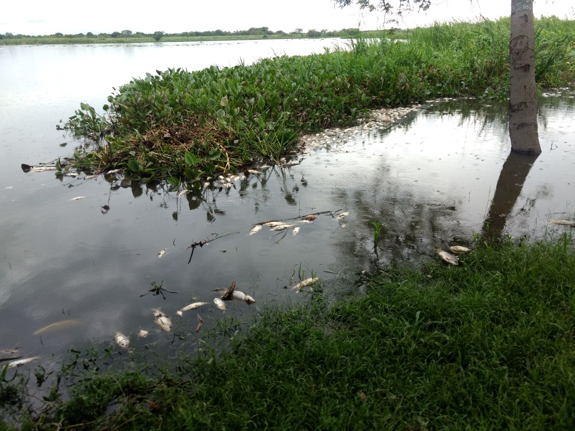 Preocupación de las autoridades del Ministerio de Turismo a causa de la mortandad de peces